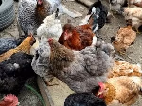 Chickens