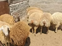 Qoyun, Qoyunlar — foto 3