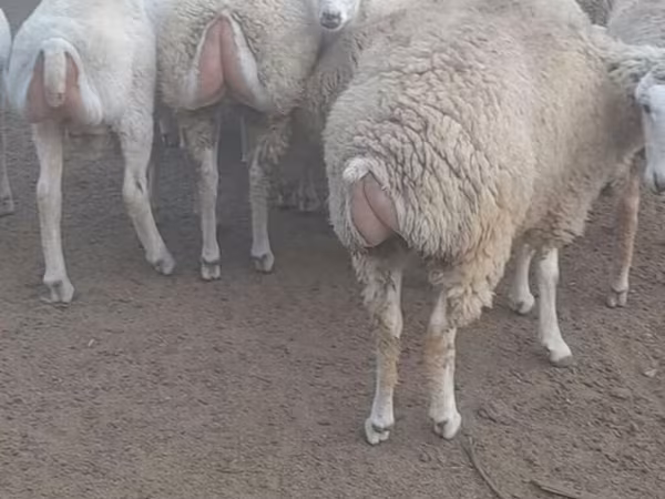 Sheep, Sheep — Azerbaijan