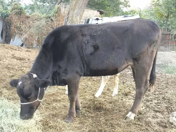 गाय, Swiss cattle