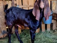 Kozel, Kamori goats — foto 3
