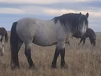 Horse (M), Horses — photo 1