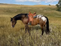 At, Horses of Sable Island — foto 3