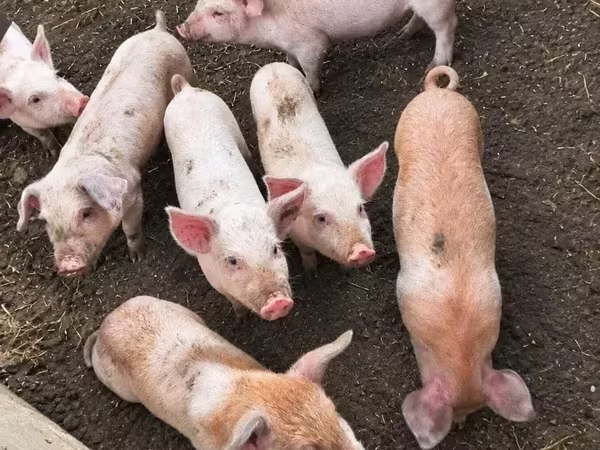 Säue, Ландрас