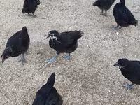Chickens — foto 3
