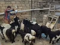 Dişi keçi, Keçilər — foto 1