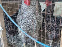 Chickens — foto 2