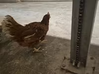 Chickens — الصورة 1