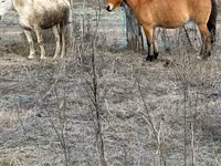 İnək, Russian Black pied cattle — foto 3