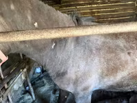 Caballos (lote, sexo no especificado), Caballos — foto 7