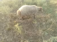 भेड़, भेड़ — फ़ोटो 5