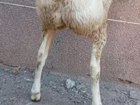 Beran, Arashan sheep — foto 3