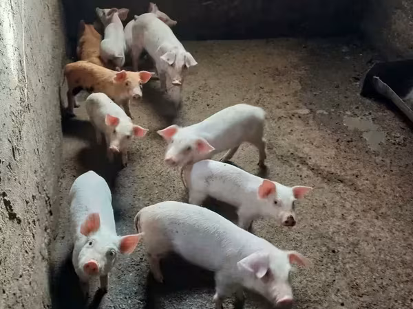 Säue, Schweine