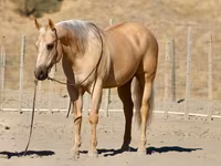 At, Quarter Horse — foto 3