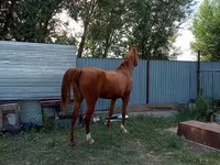 فرس, Arabian horse — الصورة 3
