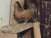 Chickens — foto 4