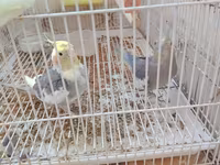 Nimfa (cockatiel) cütlüyü 0507335513 whatsapp - Növ: Nimfa — Foto 2