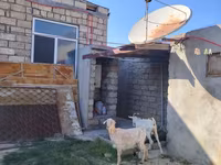 Dişi keçi, Saanen goat — foto 3