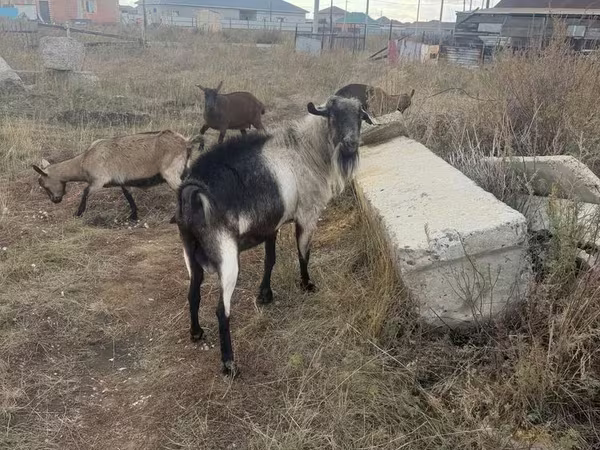 Козёл, Альпийская коза
