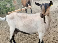 Ziege, Alpine goat — Foto 1