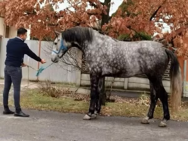 Caballos (lote, sexo no especificado), Caballos