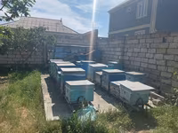 Arıçılıq üçün hazır pətək və avadanlıq dəsti - Şəkillərdə gördüyünüz — photo 3