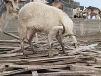 Koza, Saanen goat — foto 3