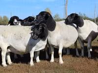 मेढ़ा, Dorper sheep — फ़ोटो 4