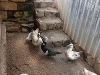 Ducks — photo 2