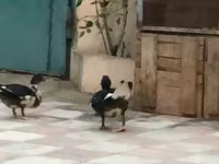 Ducks — 照片 2
