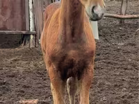 Madyan, Thoroughbred horse — foto 5