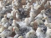 Chickens — photo 2