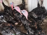 Turkeys — photo 4