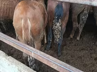 Koně (série, pohlaví neuvedeno), Koně — foto 3