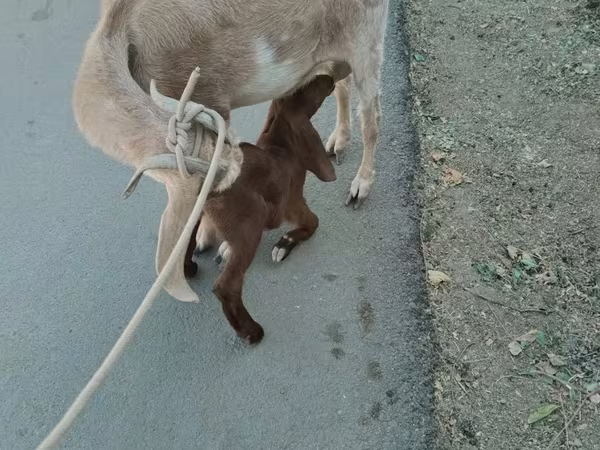 Коза, Козлы