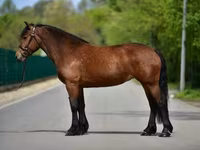 Stute, Pferde — Foto 3