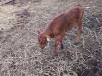 Bull, Cattle — photo 1