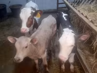 İnək, Simmental cattle — foto 2