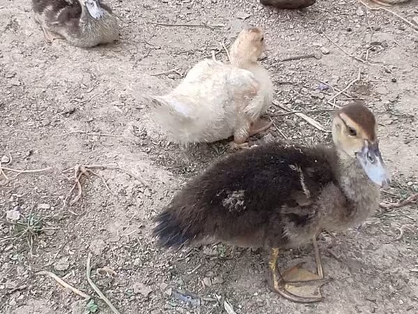 Ducks — Azerbaijan