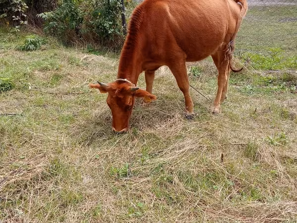 Bovinos (lote, sexo no especificado), Ganado vacuno