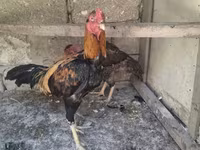 Chickens — foto 2