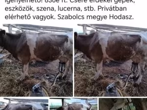 Уй, Симментал тукуму