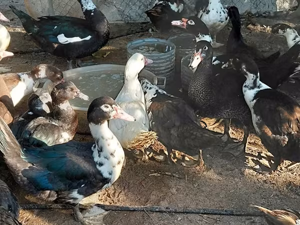 Domestic Muscovy — Azerbaijan