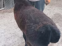 मेढ़ा, Tian-Shan semifinewool sheep — फ़ोटो 2