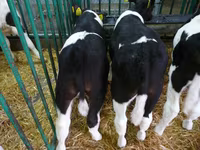 Cattle (batch, sex not specified), Simmental cattle — photo 4