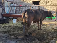 İnək, Swedish red cattle — foto 1