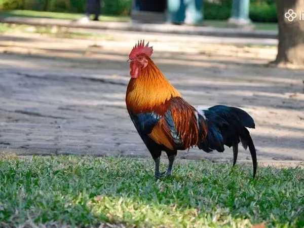 Chickens — أرمينيا