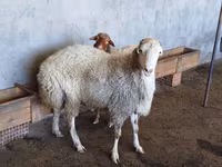Qoç, Qoyunlar — foto 8