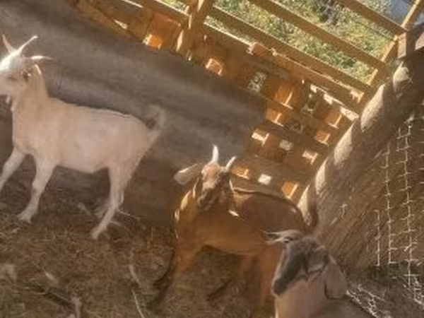 母山羊, Goats