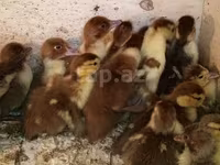 Ducks — photo 2